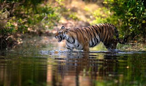 sundarban tour