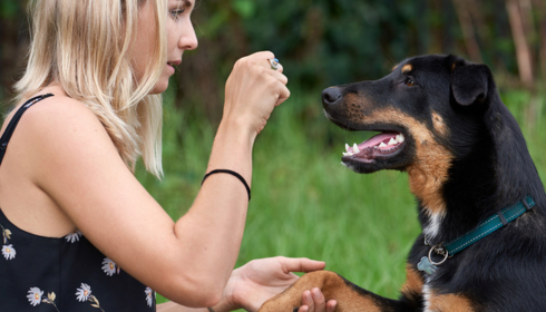 dog behavior assessment